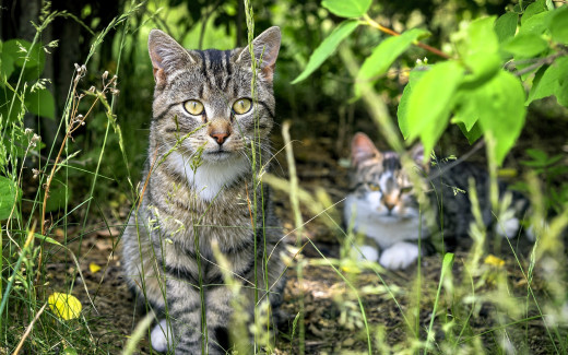 1755272 (a): :1920x1200